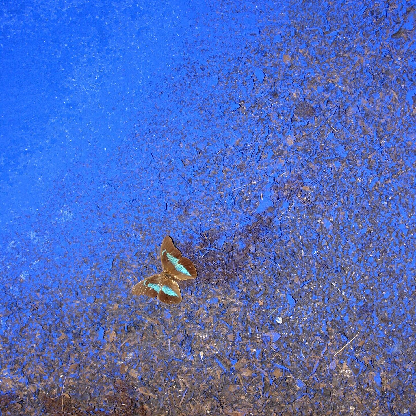 Blaues Bild mit Schmetterling